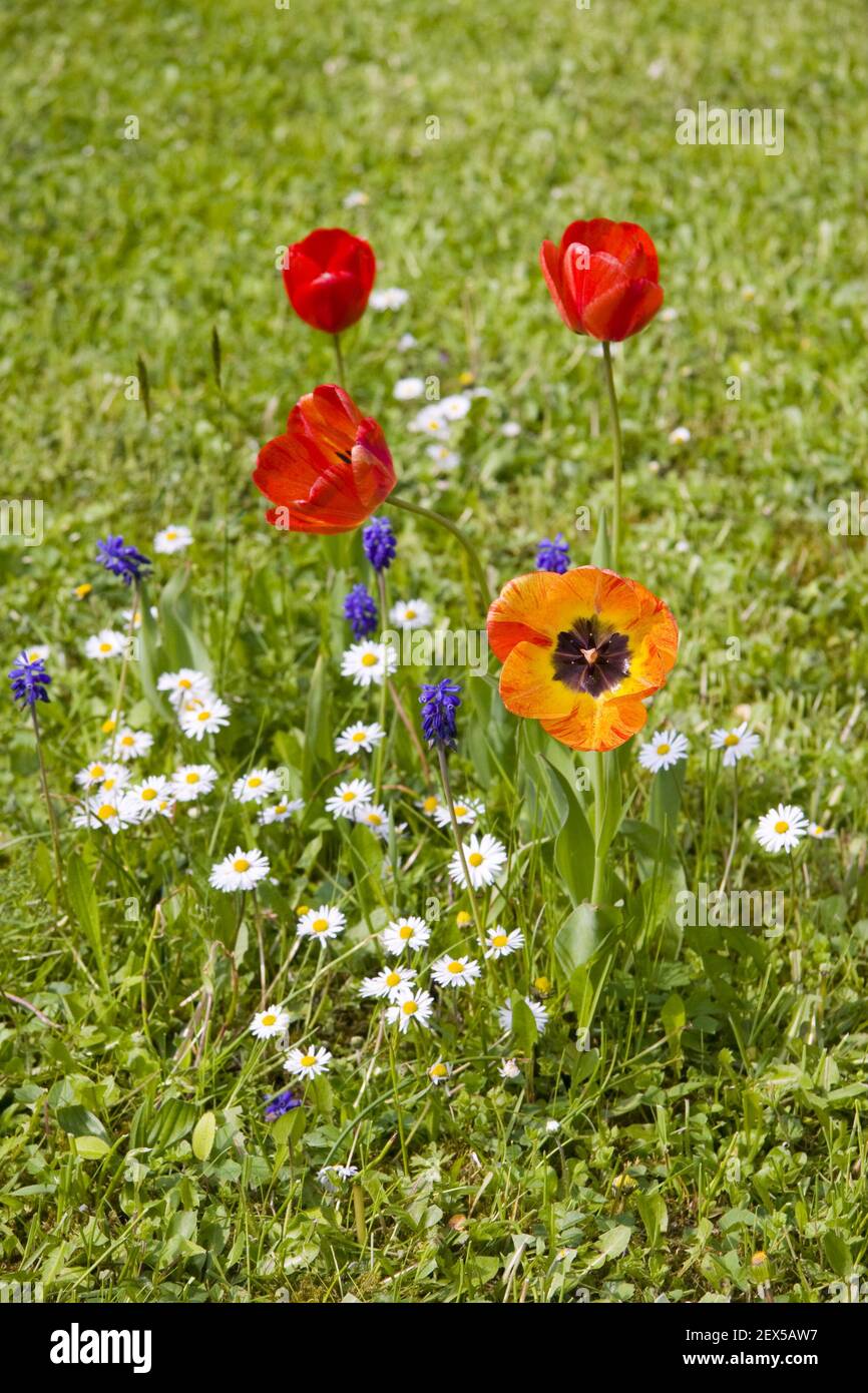 Daisy And Tulips High Resolution Stock Photography and Images Alamy