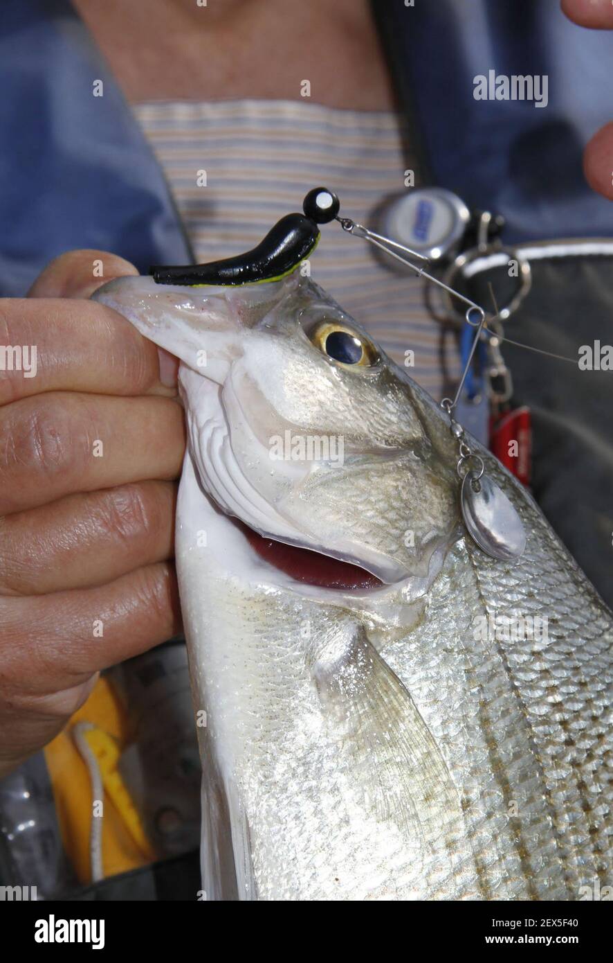 White bass are one of many species that attack beetle spins, lures