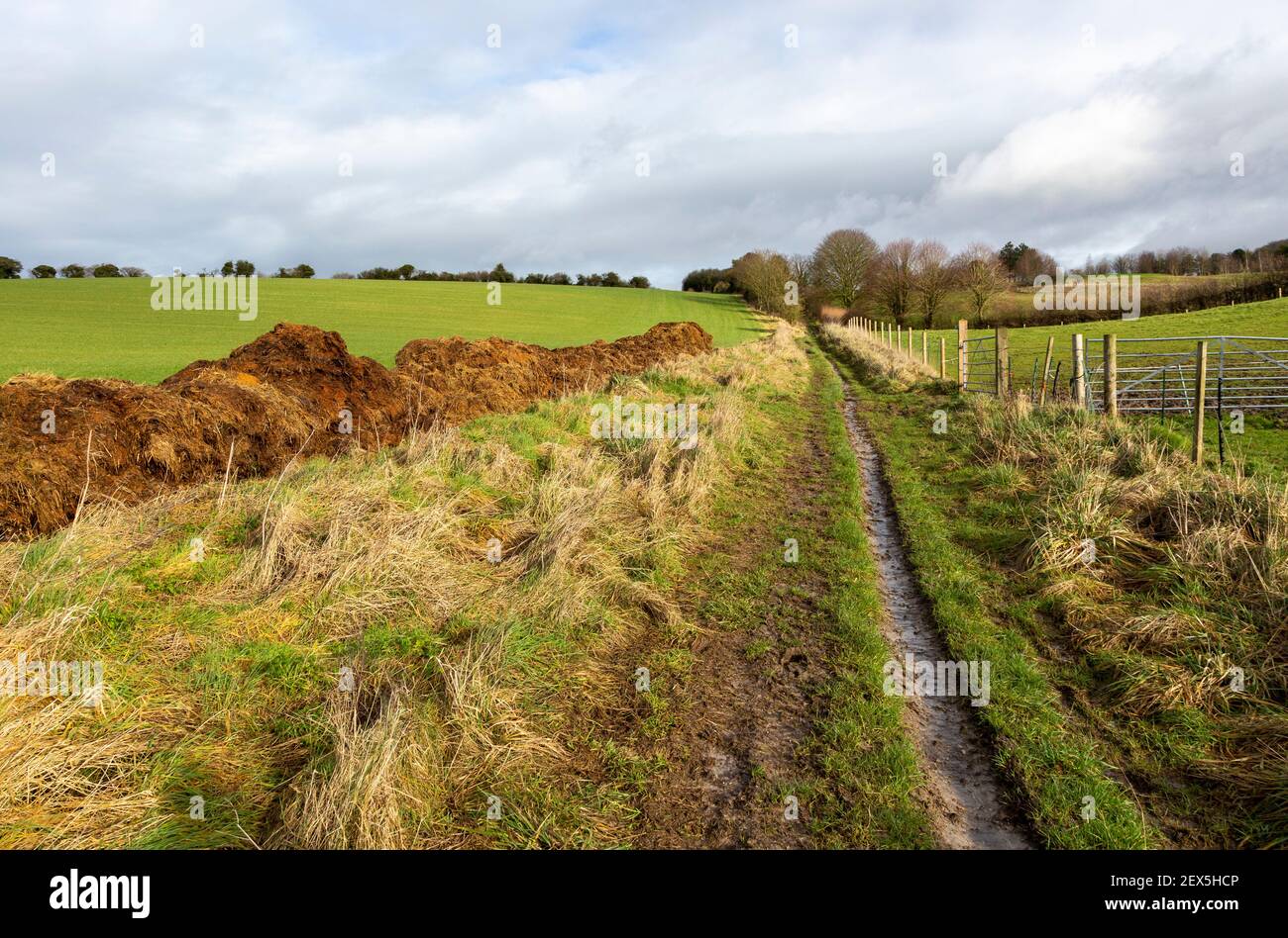 Muddy track former Roman road from Heddington, Wiltshire, England, UK Stock Photo