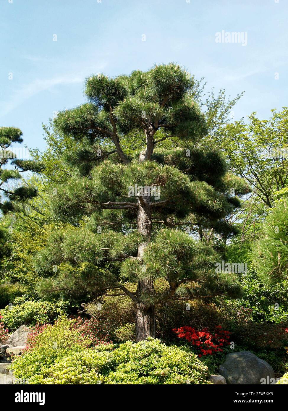 Japanese Red Pine, Pinus densiflora 'Pendula' Stock Photo - Alamy