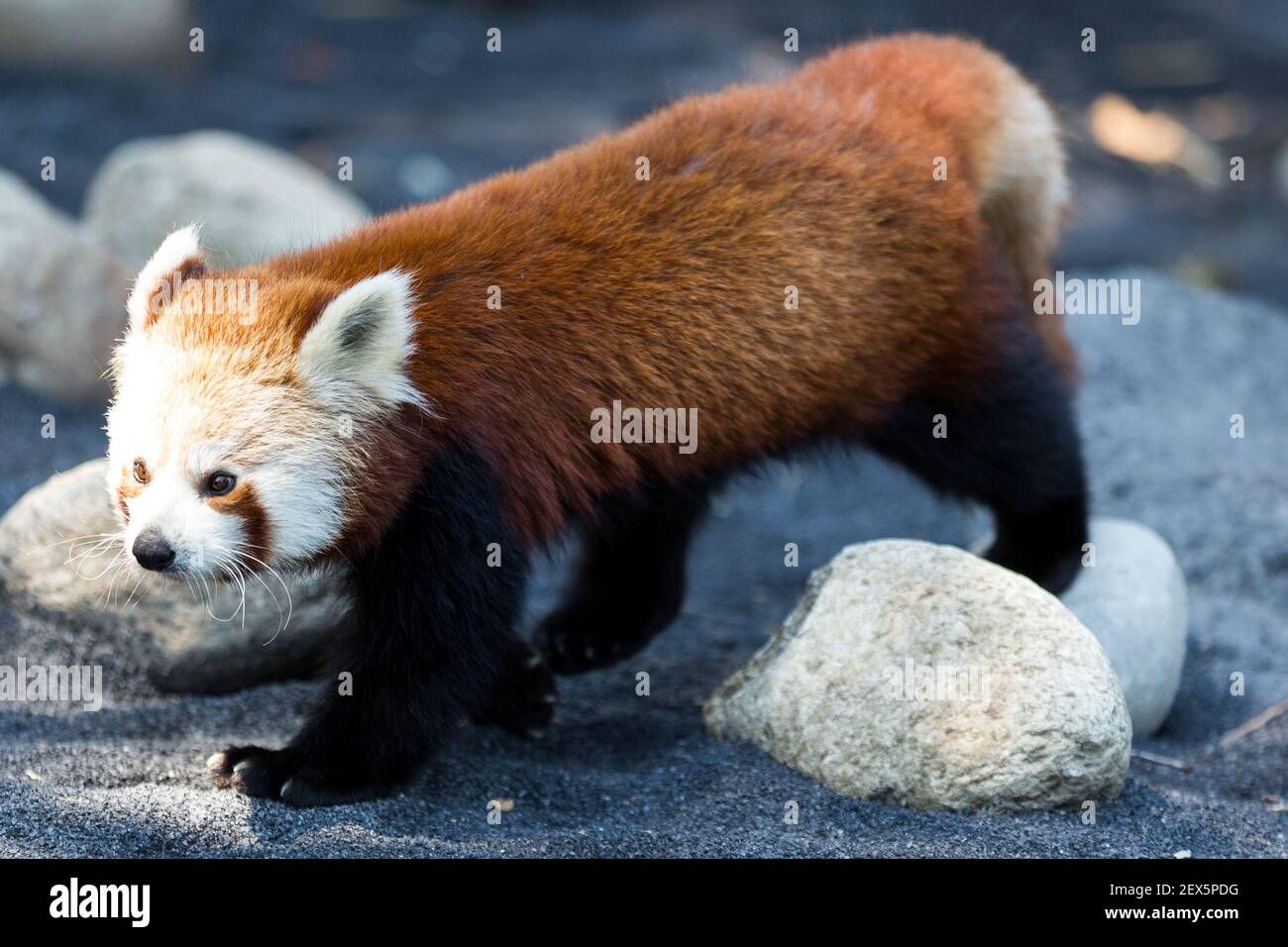 A red panda puppy at Zoom Torino. There are two red panda male puppies of  Yangon were brought to Zoom Torino, Zoological Park from English Port  Lympne Wild Animal Park named Ã€ikderÃ©n