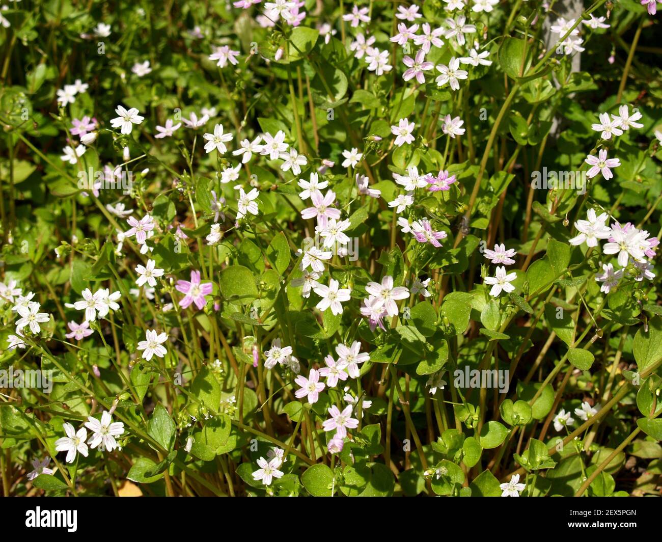 Candy Flower, Montia Sibirica, Stock Photo