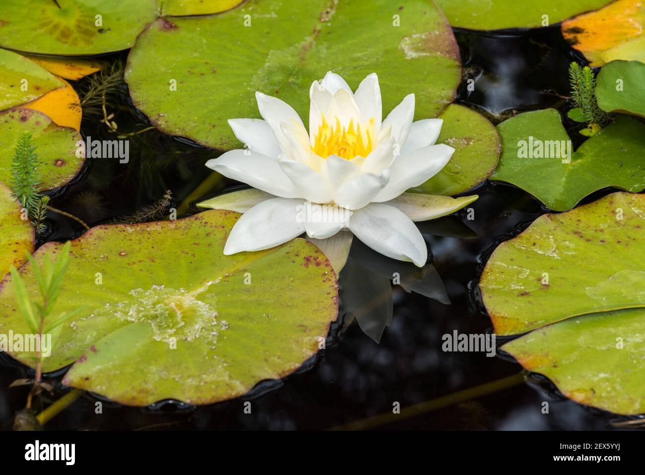 Annual Biennial Flowers Plants Home Garden Flowering Heart Nymphoides Peltata Water Lily Pond Plant Aquatic Lilly Lotus Garden Patio