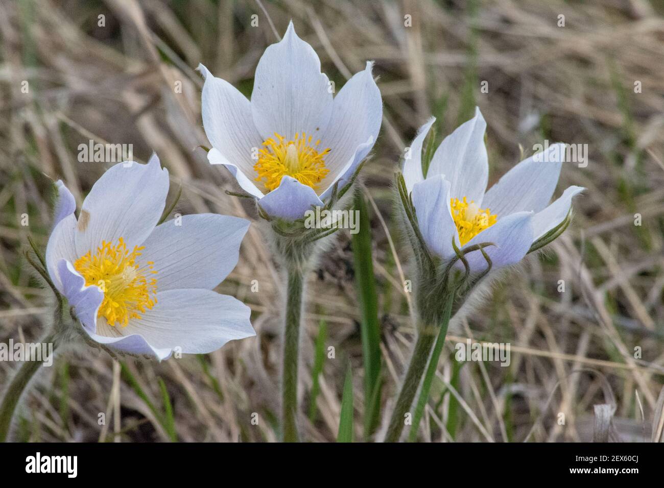 Hartshorn Plant High Resolution Stock Photography and Images Alamy