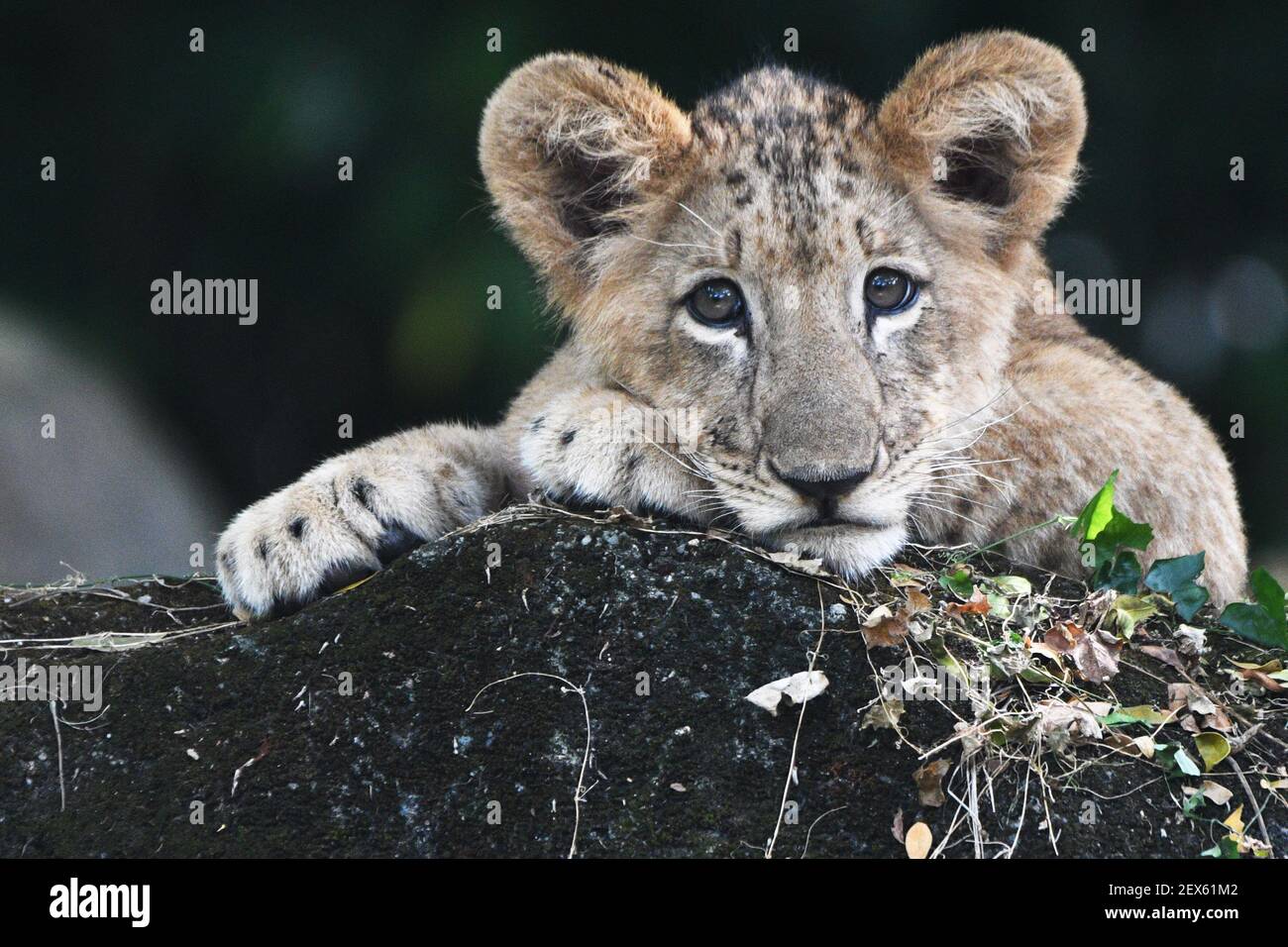Singapore 23rd Oct 2020 Lion Cub Simba Is Seen At The Singapore Zoo In Singapore March 4 2021 Simba Made The First Public Appearance With His Mother At The Singapore Zoo On