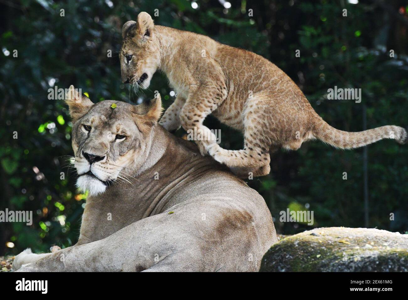 Singapore. 23rd Oct, 2020. Lion cub Simba is seen with his mother at