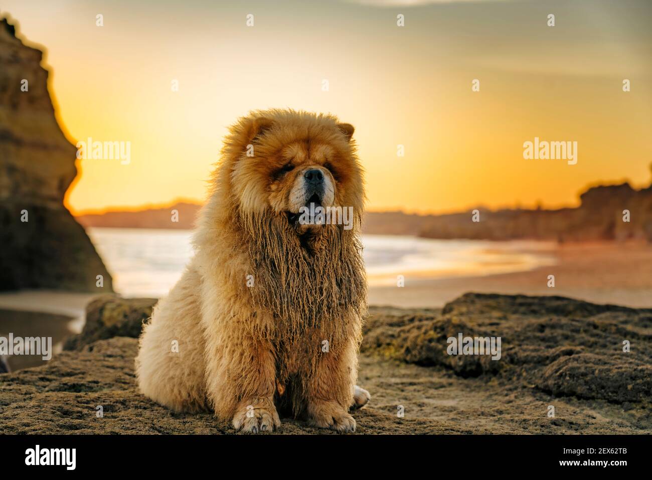 Chow chow dog portrait at sunset in the beach Stock Photo - Alamy