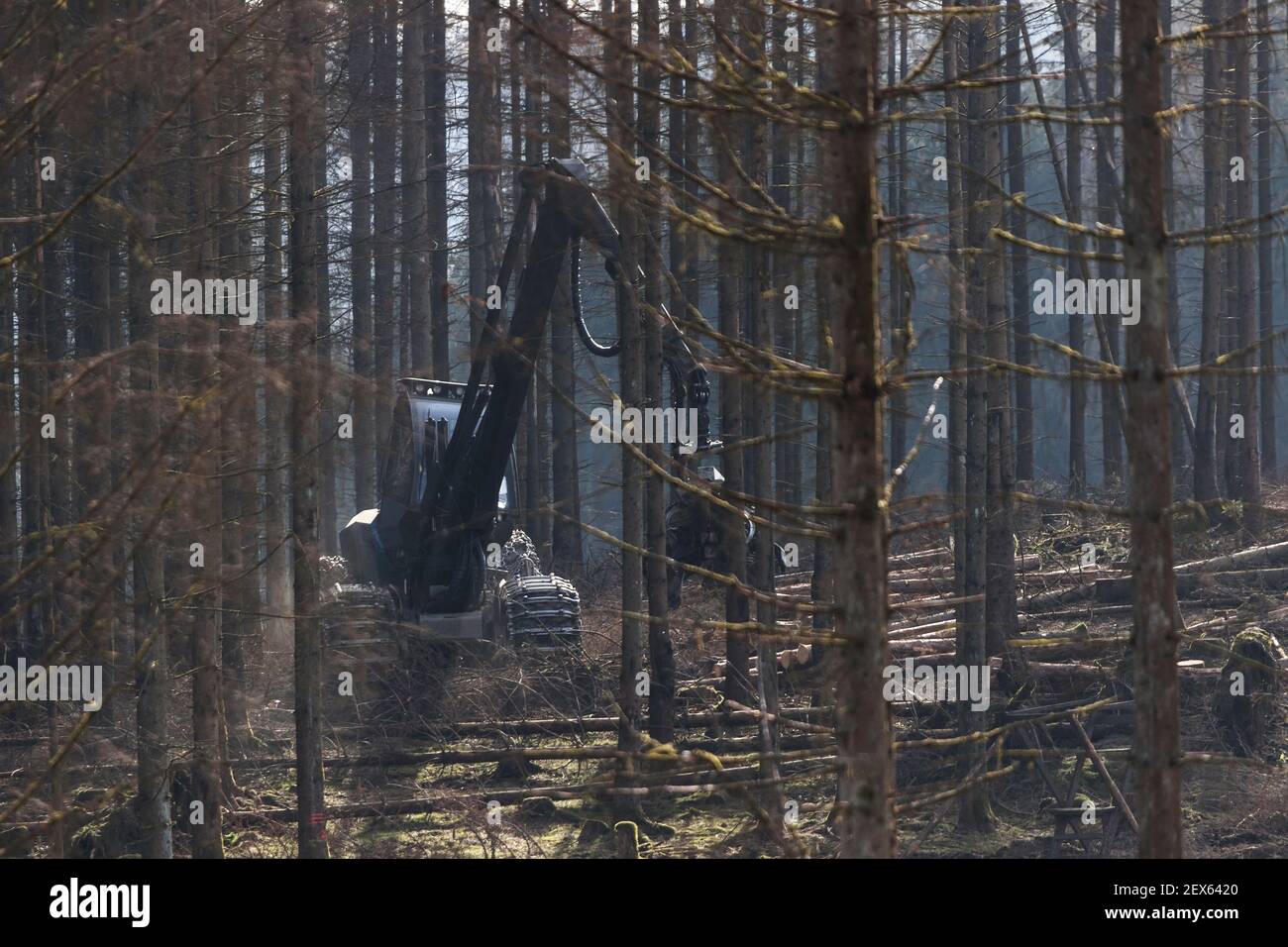 a modern forest harvester at work in a dead forest Stock Photo