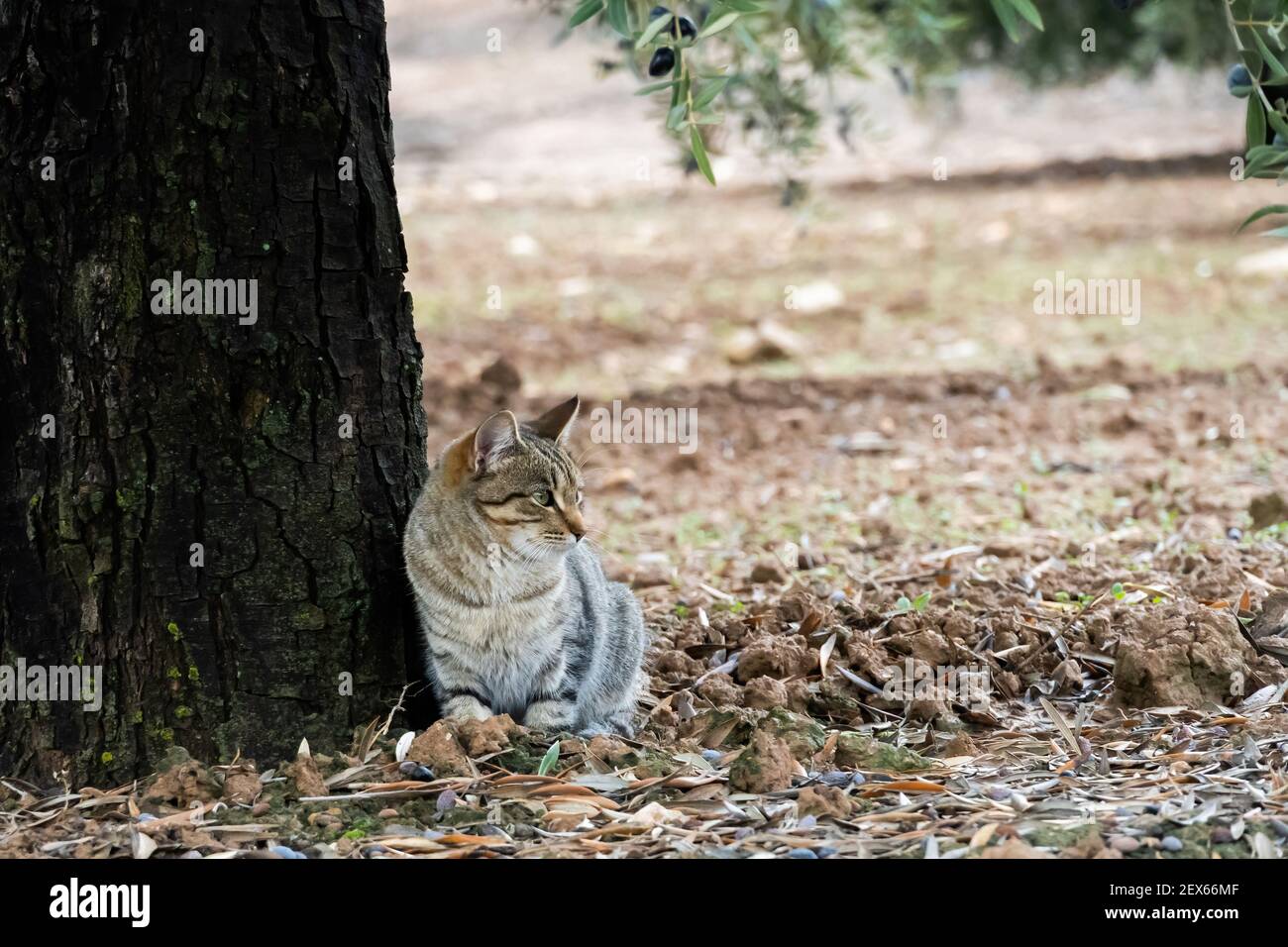 Stock photo of curious cat resting in the forest during sunny day Stock ...