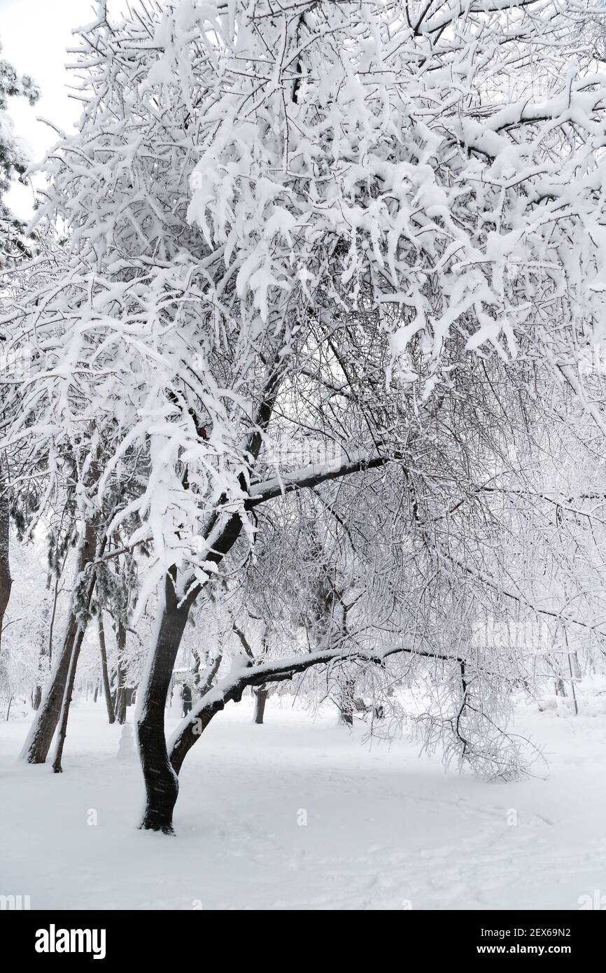 Trees with a load of snow in a forest hi-res stock photography and ...