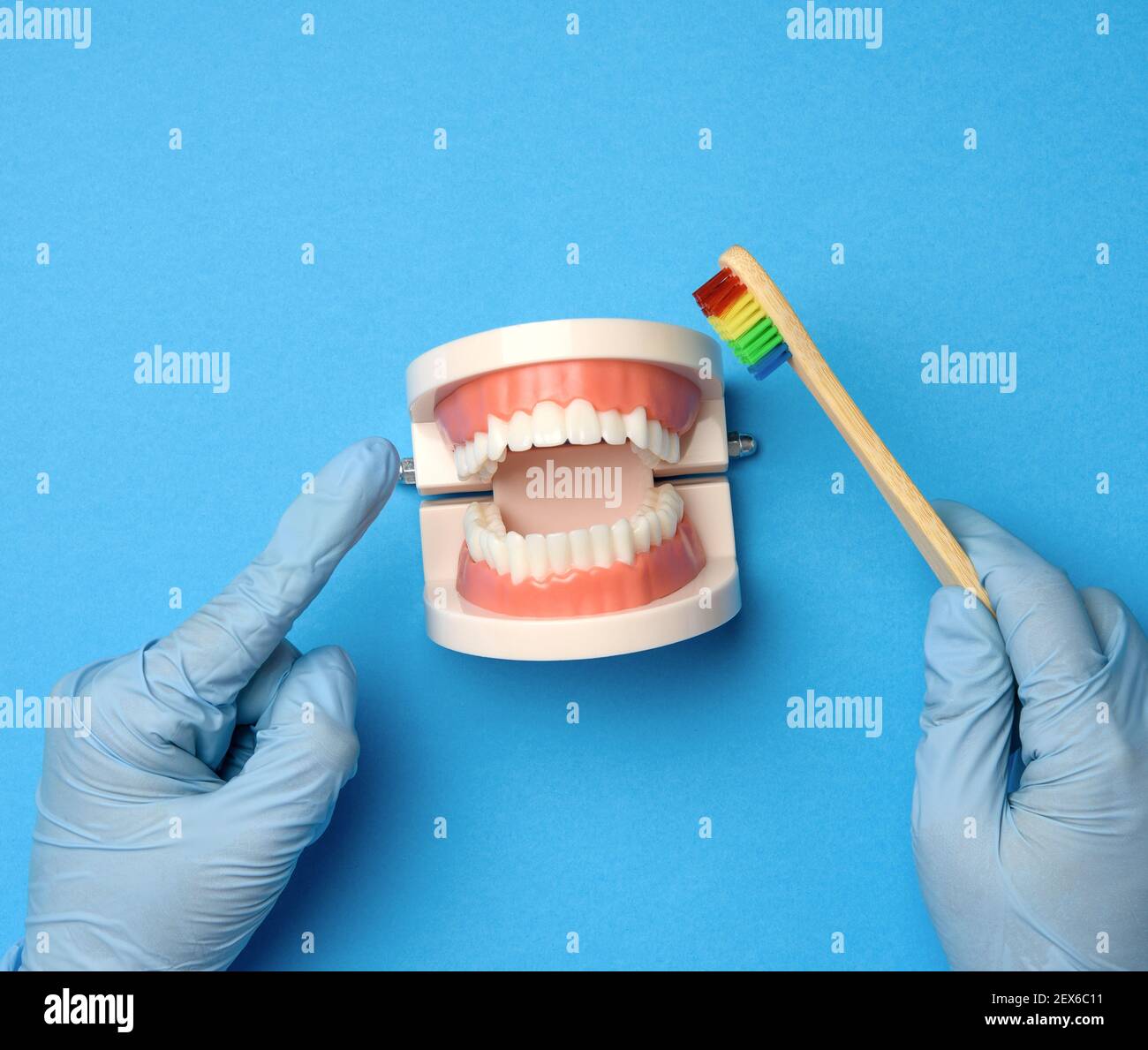 female hand in blue latex gloves holds plastic model of a human jaw