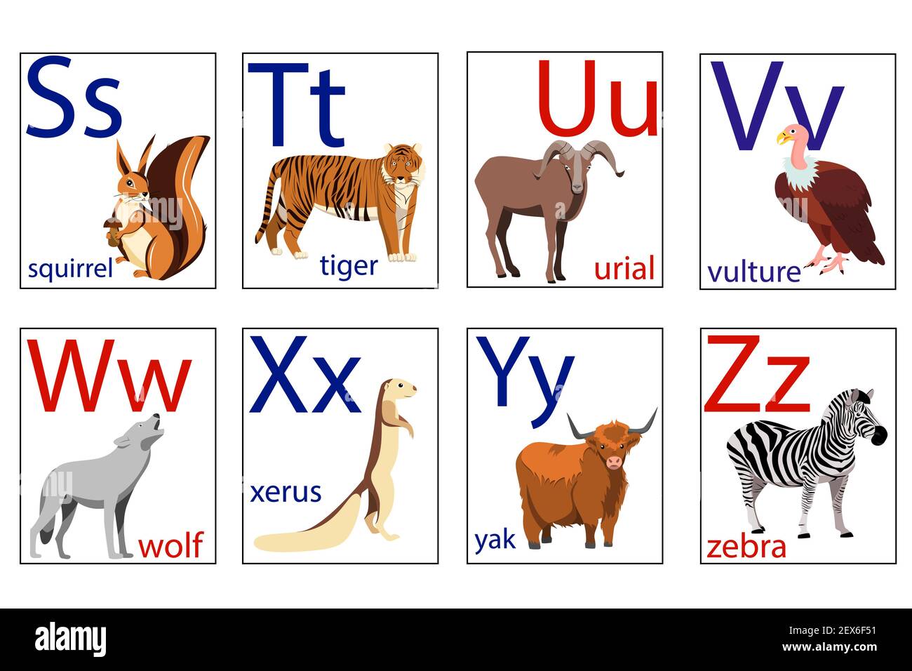 Flashcards for children with letters and images of animals to learn the  English alphabet. Learning the alphabet. Squirrel, tiger, ram, urial,  vulture Stock Vector Image & Art - Alamy