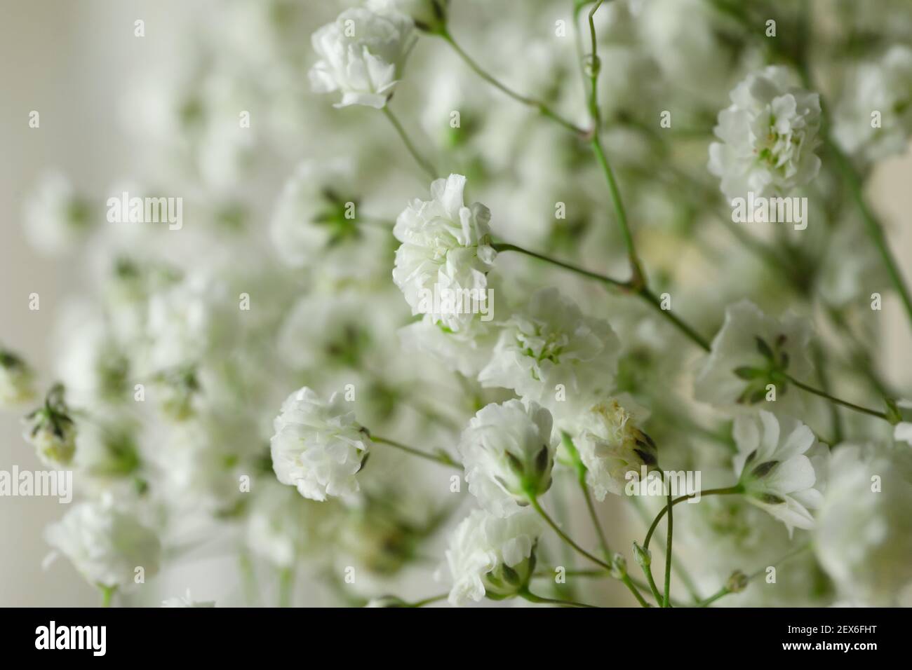 Beautiful gypsophila flowers, close up and space for text Stock Photo