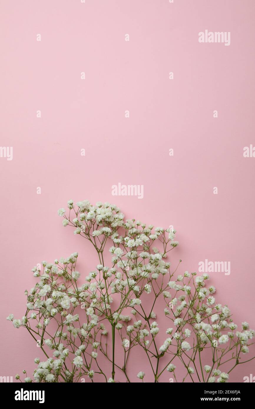 Beautiful gypsophila flowers on pink background, space for text Stock Photo