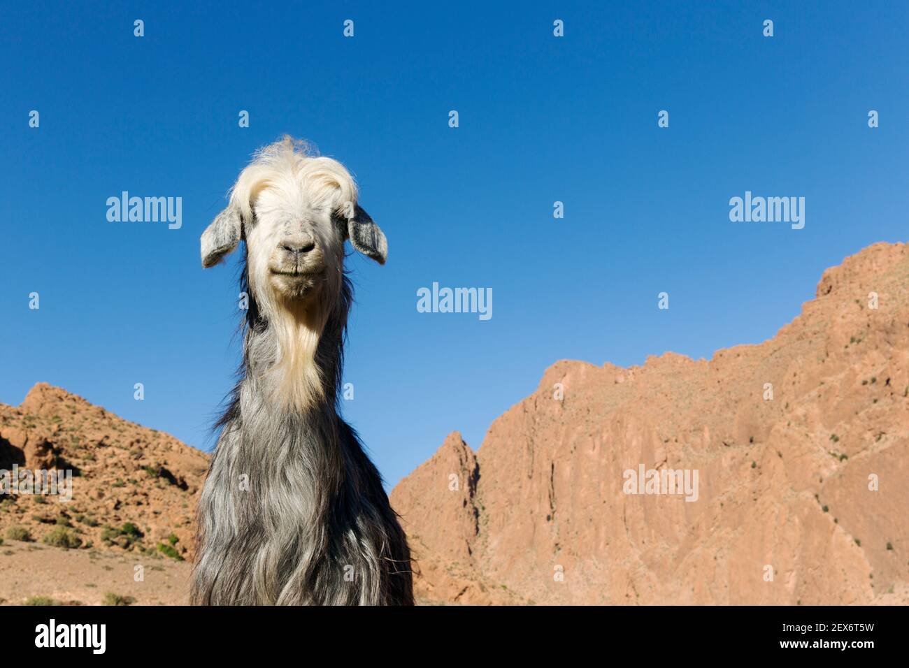 Morocco, Dades Valley, goat against a blue sky Stock Photo