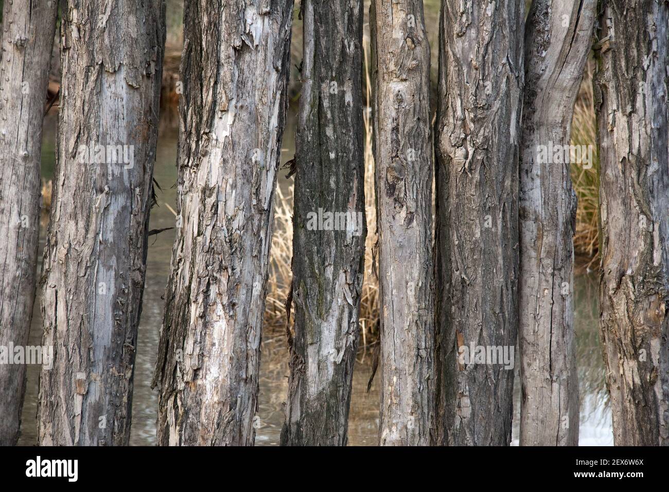 Wooden beams Stock Photo