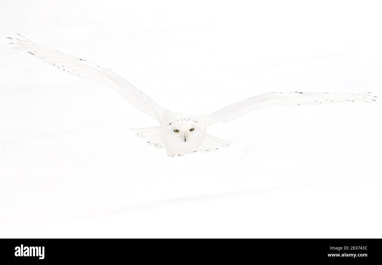 Snowy owl male hunting over a snow covered field in winter in Canada Stock Photo