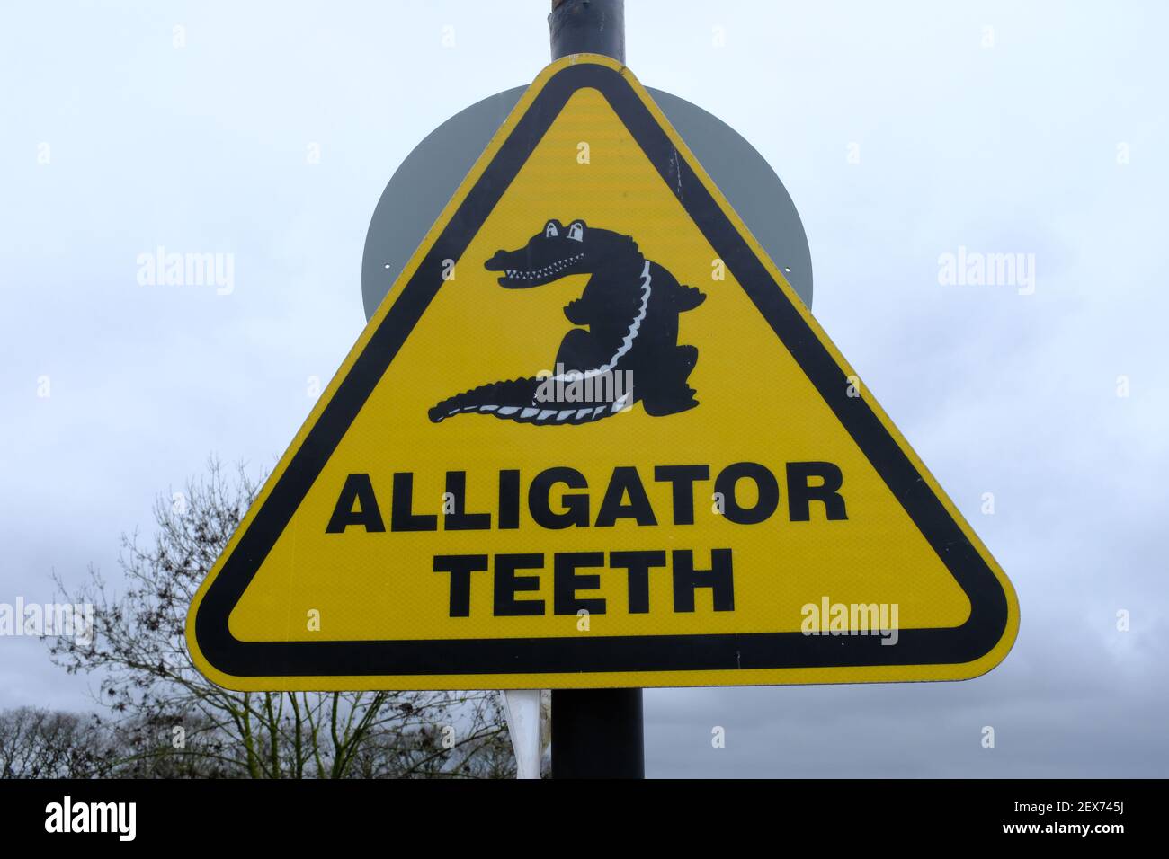 Alligator teeth hires stock photography and images Alamy