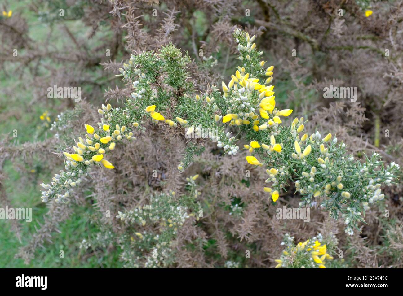Shrubland Bush growing on Wanstead Flats in East London. A plant that is thriving on the flats after the 2018 fire swept across the land. Stock Photo