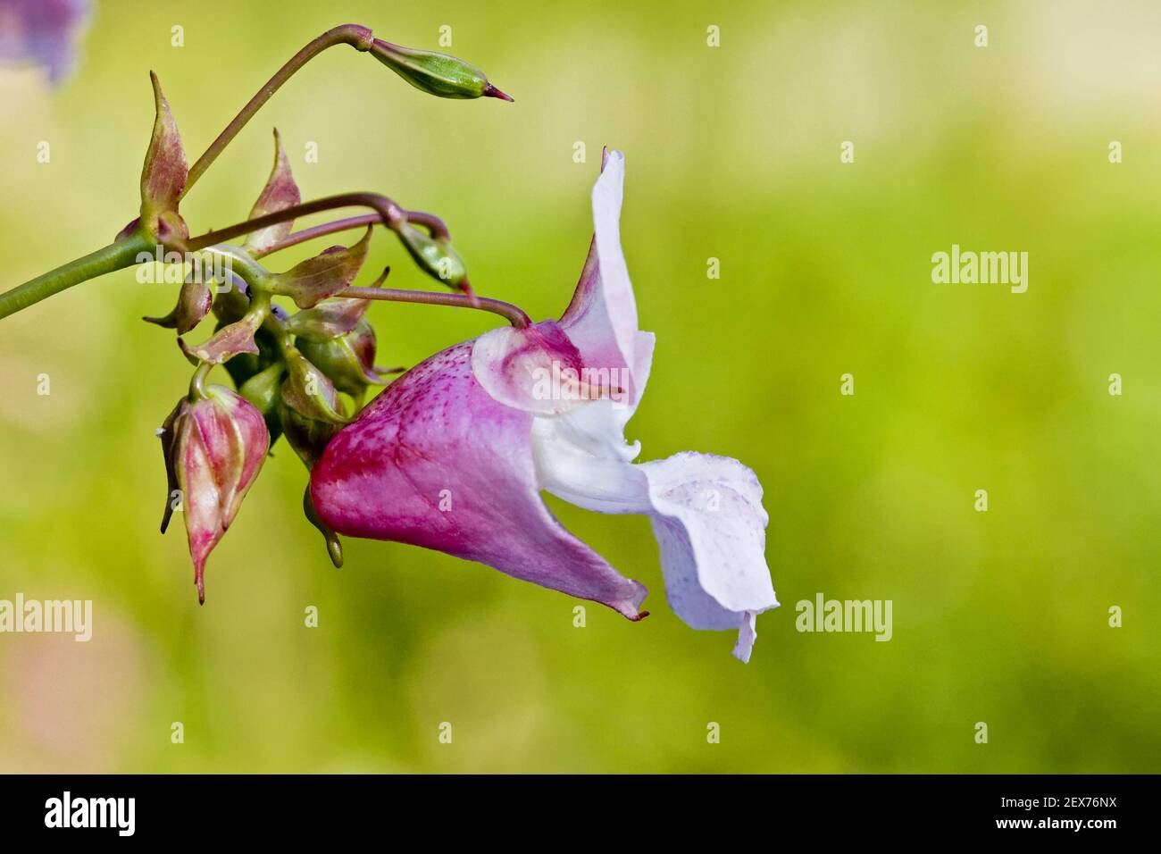 Druesige or Indian balsam (Impatiens glandulifera), Himalayan balsam Stock Photo