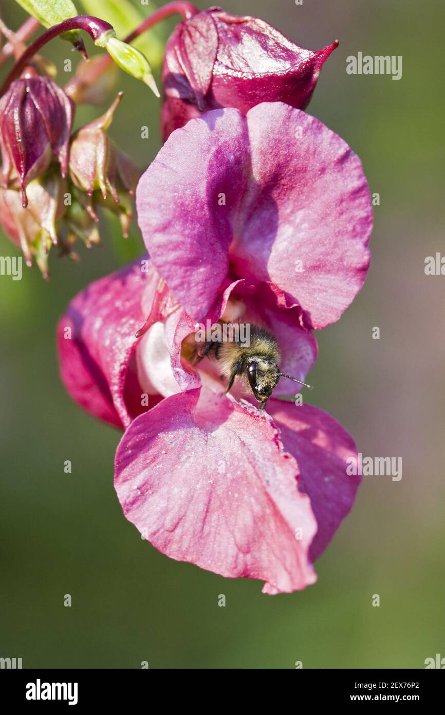 Bee and Druesige or Indian balsam (Impatiens glandulifera), bee an Himalayan balsam Stock Photo