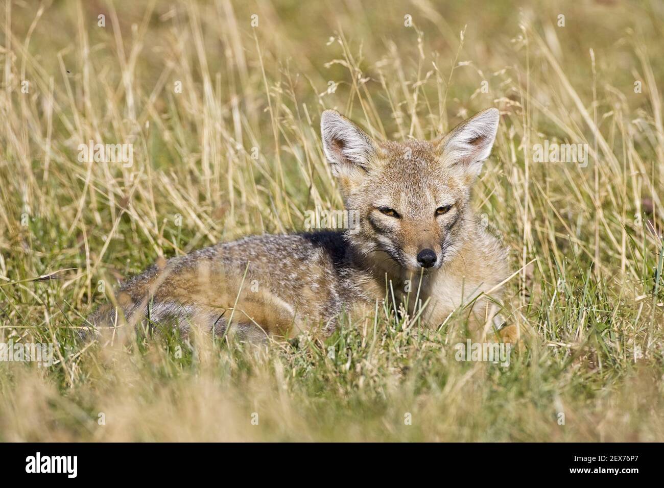 Argentinean Battle Fox in NP Torres del Paine, Patagonia, Chile, Grey Fox, np Torres del Paine, Patagonia Stock Photo