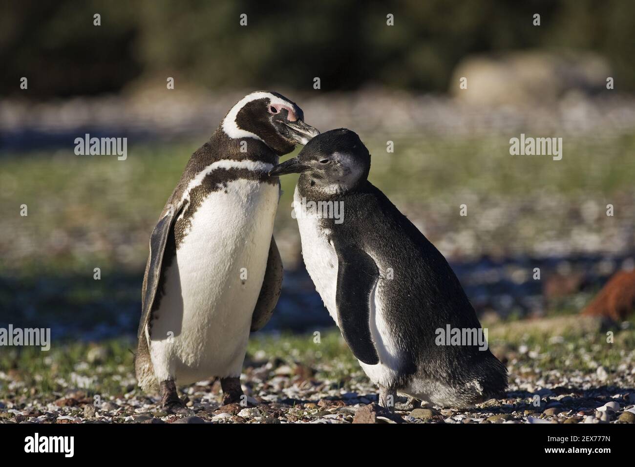 Magellan-Pinguin (Spheniscus magellanicus) putzt Jungtier, Punta Tombo, Magellanic penguin cleans young, Argentinia Stock Photo