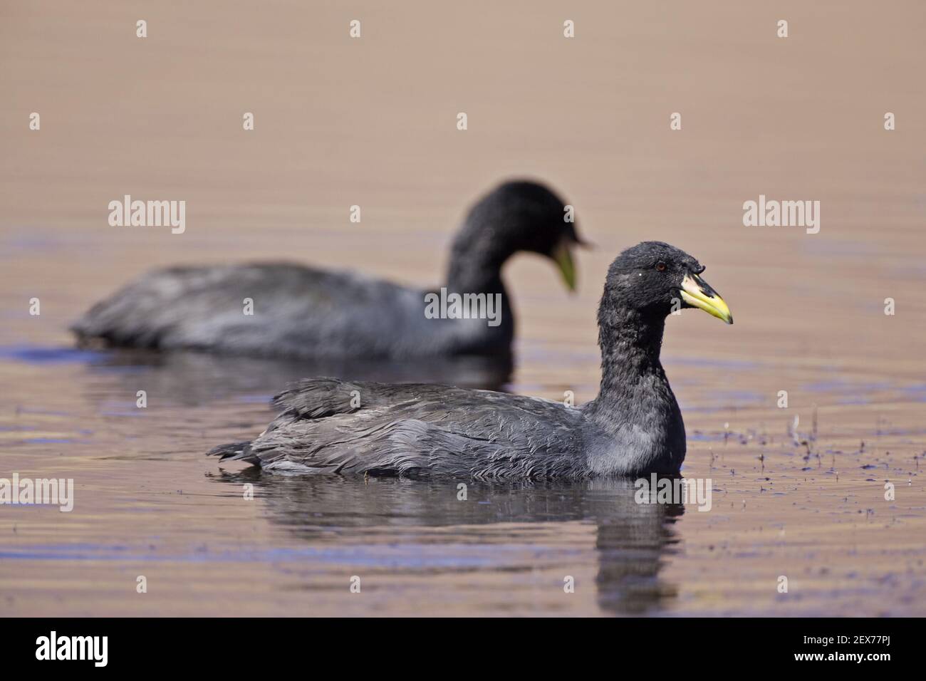 Horned Coots (Fulica cornuta) in the lagoons of Miscanti and Meniques, Chile, South America, Horned Coots, Chile Stock Photo