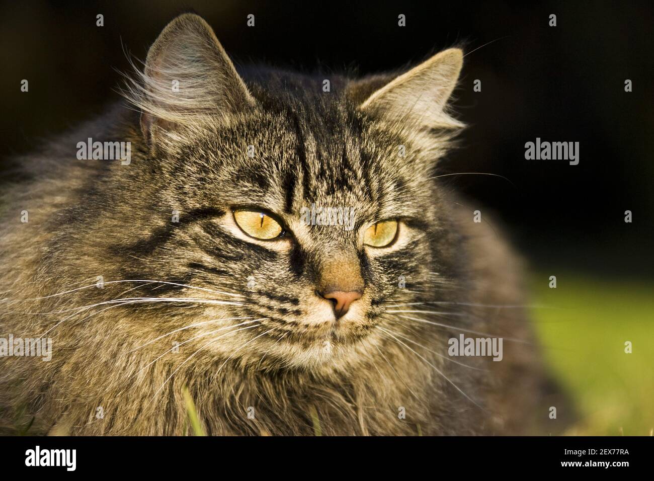 German longhaired cat, German longhaired cat, German long-haired cat Stock Photo