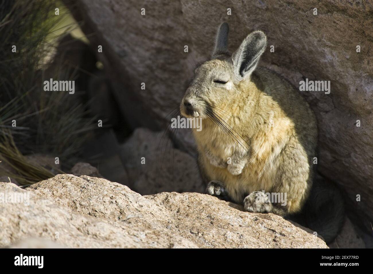 Viscachas (Lagidium) in Felsen, Conaf Station Las Cuevas, Lauca NP, Chile, Suedamerika, Viscachas in rocks, Southamerica Stock Photo