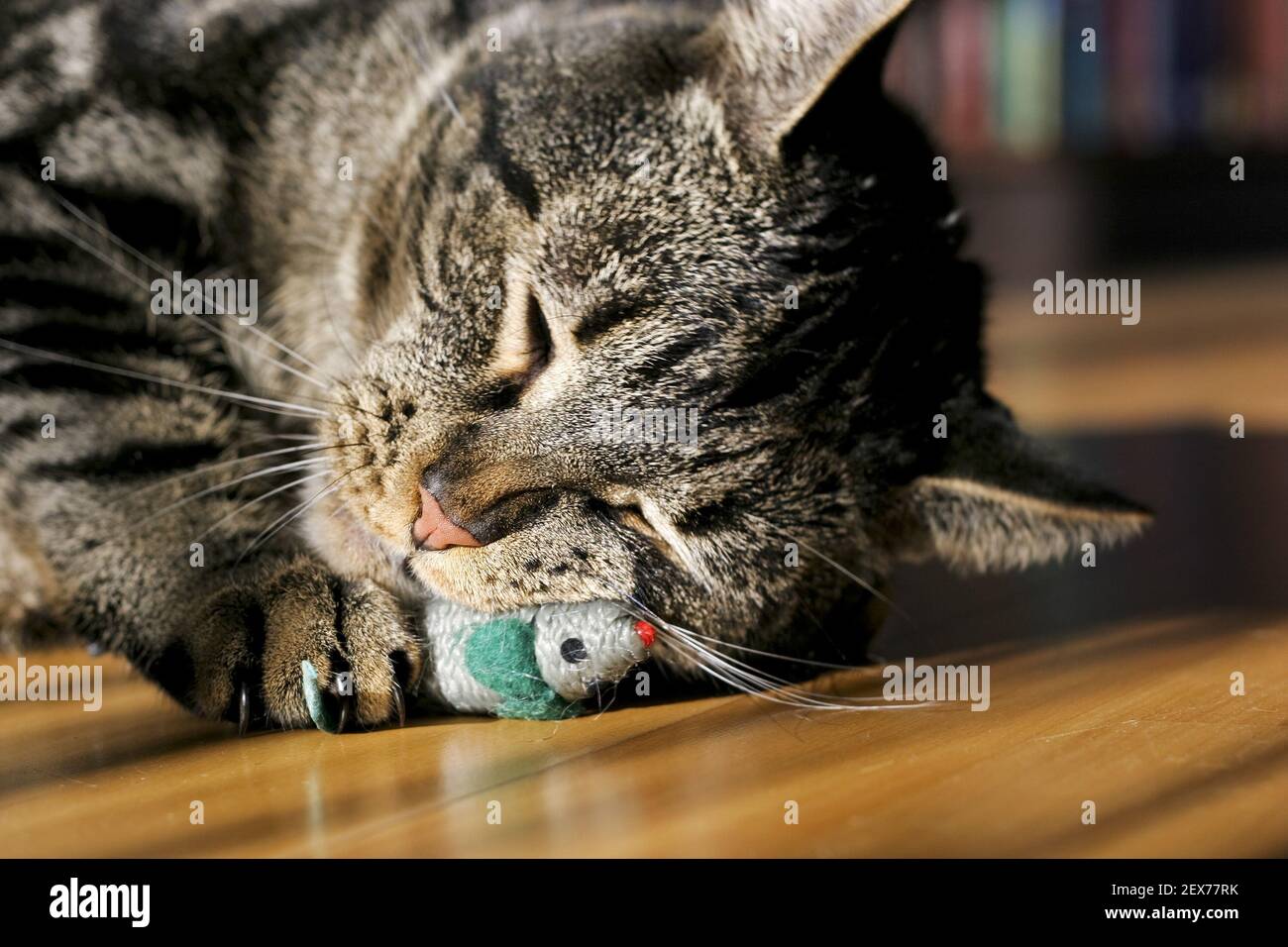 Europaeisch Kurzhaar Hauskatze, European Shorthair house cat Stock Photo