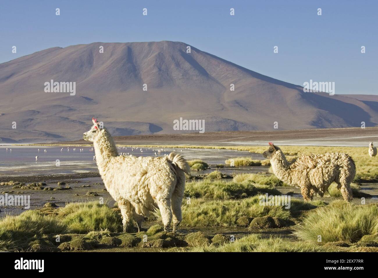 Lamas (Lama glama) in the lagoon Laguna Colorada Stock Photo