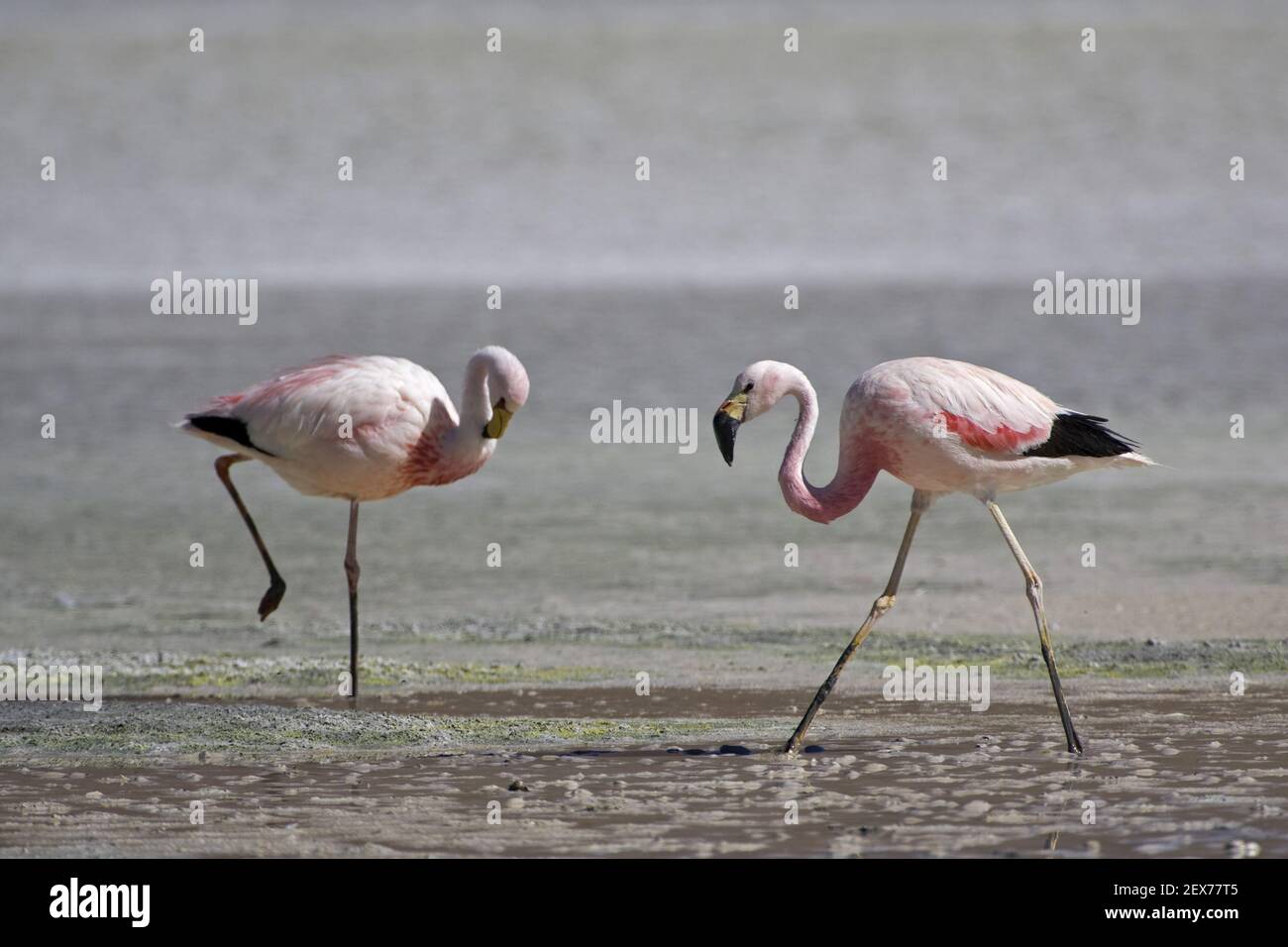 Flamingos (Phoenicoparrus), Bolivien, Altiplano, Suedamerika, Flamingos (Phoenicoparrus), Altiplano, Bolivia, South America Stock Photo
