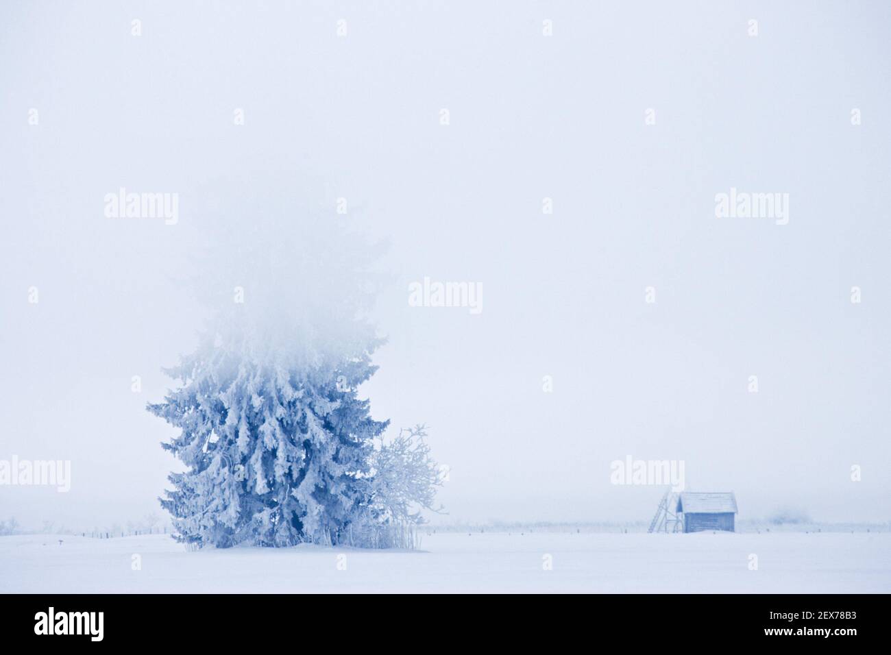 Frosty and foggy sunrise at the alpine rim, Kochelsee, Bavaria Strong hoarfrost in the trees, frosty and foggy sunrise in the ba Stock Photo