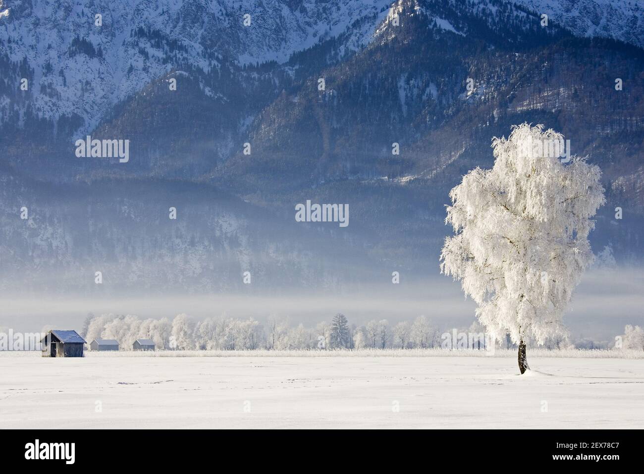Frosty and foggy sunrise at the alpine rim, Kochelsee, Bavaria Strong hoarfrost in the trees, frosty and foggy sunrise in the ba Stock Photo