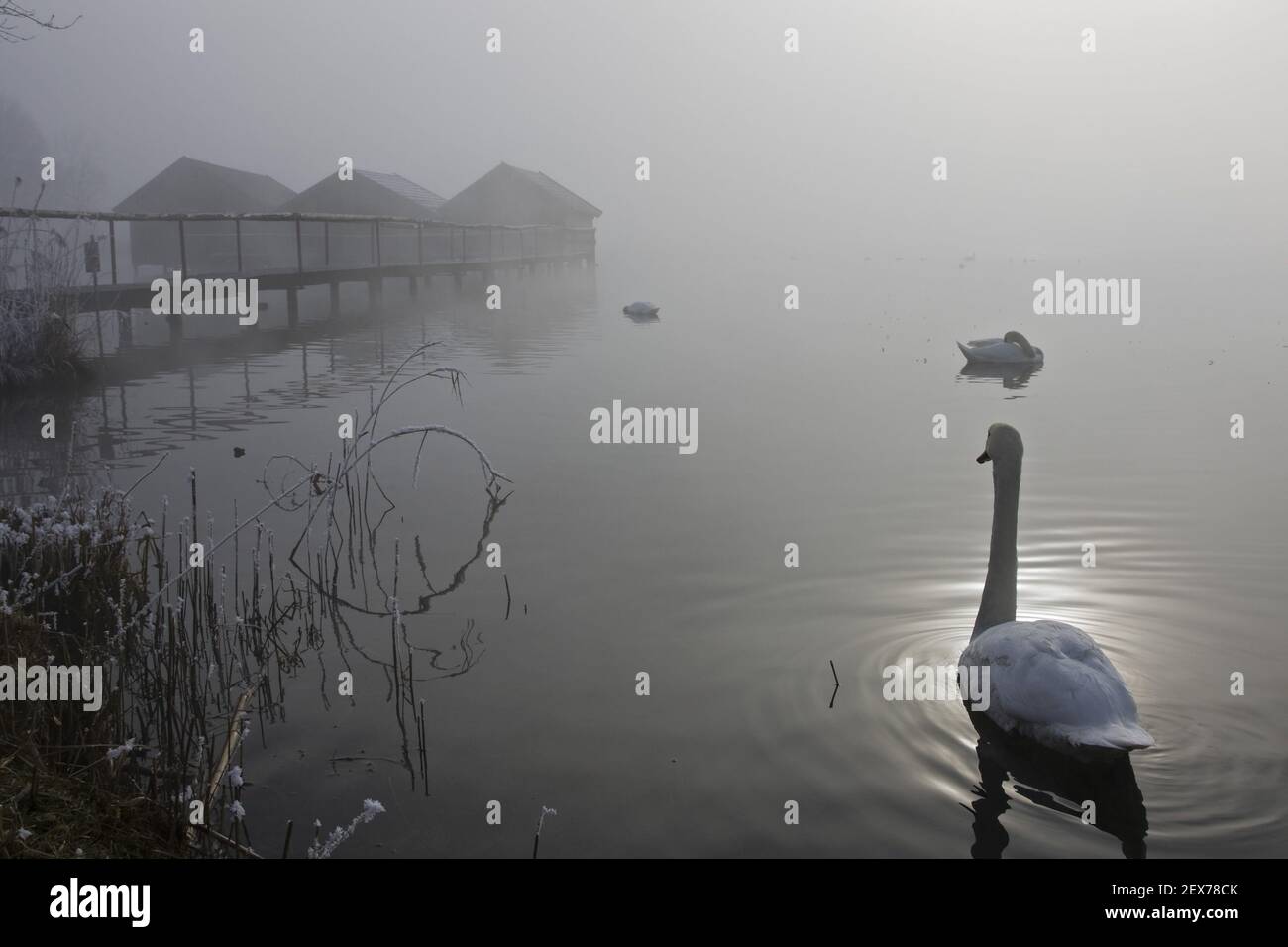 Swan on lake Kochelsee in frost and fog, Upper Bavaria, swan on lake kochelsee in winter, bavaria, germany Stock Photo