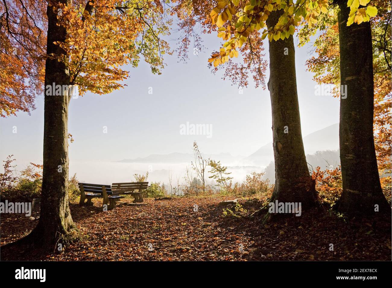 Beeches, deciduous trees with bench, viewpoint with fog, Bavaria, Germany, beeches with bench, Bavaria, Germany Stock Photo