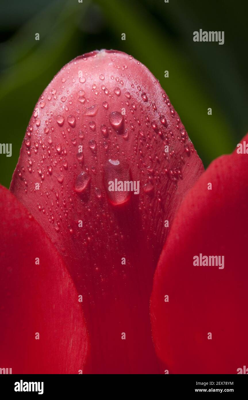 Red Tulip after rain Stock Photo - Alamy
