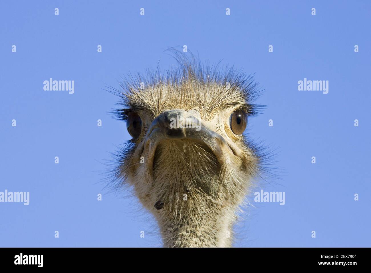 African ostrich (Struthio camelus), Namibia, Africa, Ostrich, Africa Stock Photo