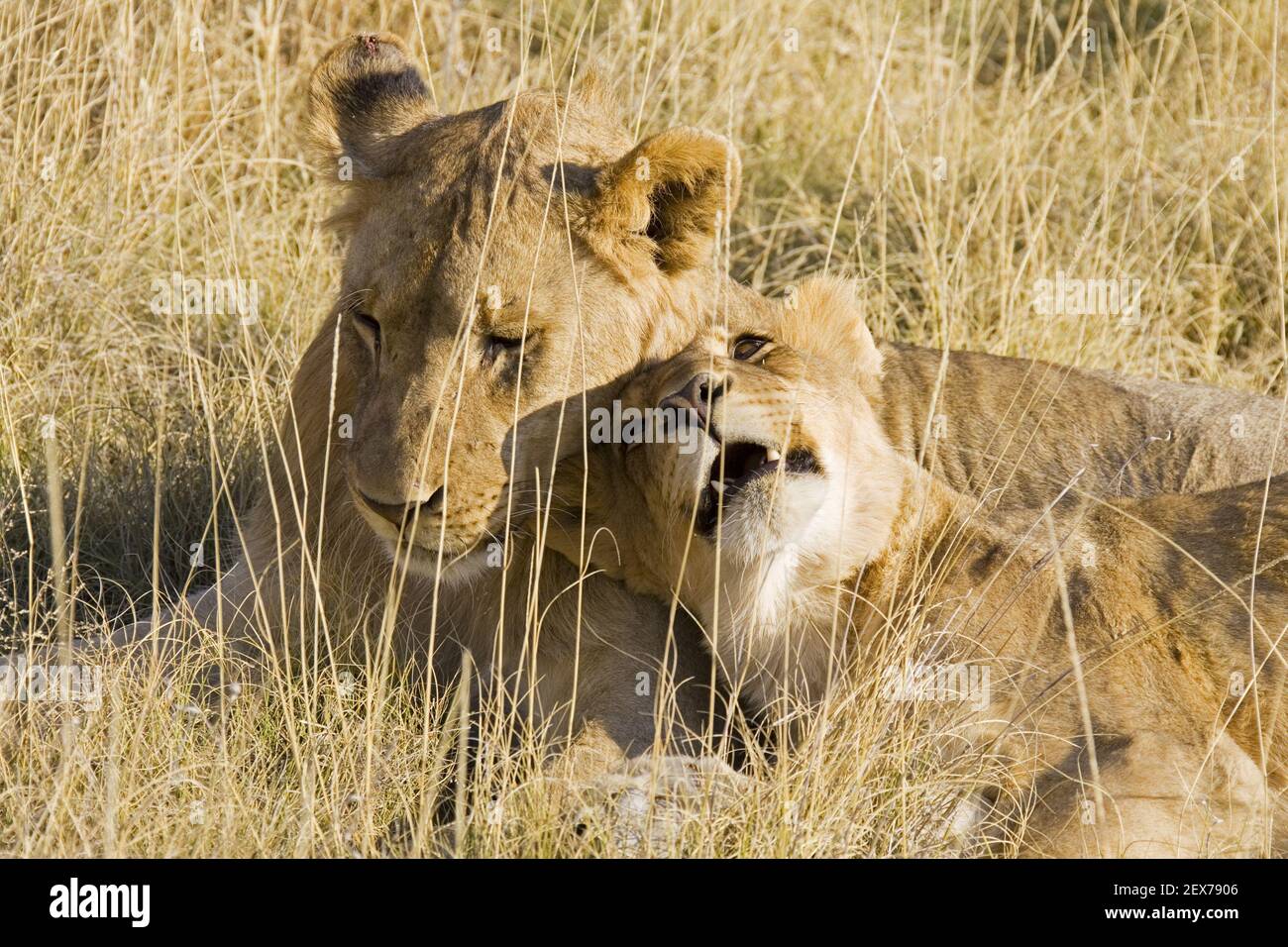 Mother lion and cub cuddling in the grass, (Panthera leo), Etosha National Park, Namibia, Lionmother and cup, Etosha National Pa Stock Photo