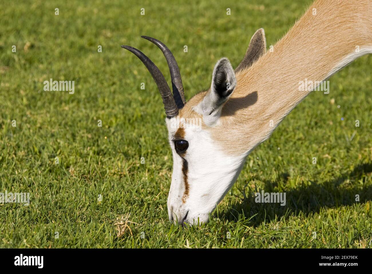 Springbock Eating Springbock (Antidorcas marsupialis) beim Fressen, Namibia, Afrika ...
