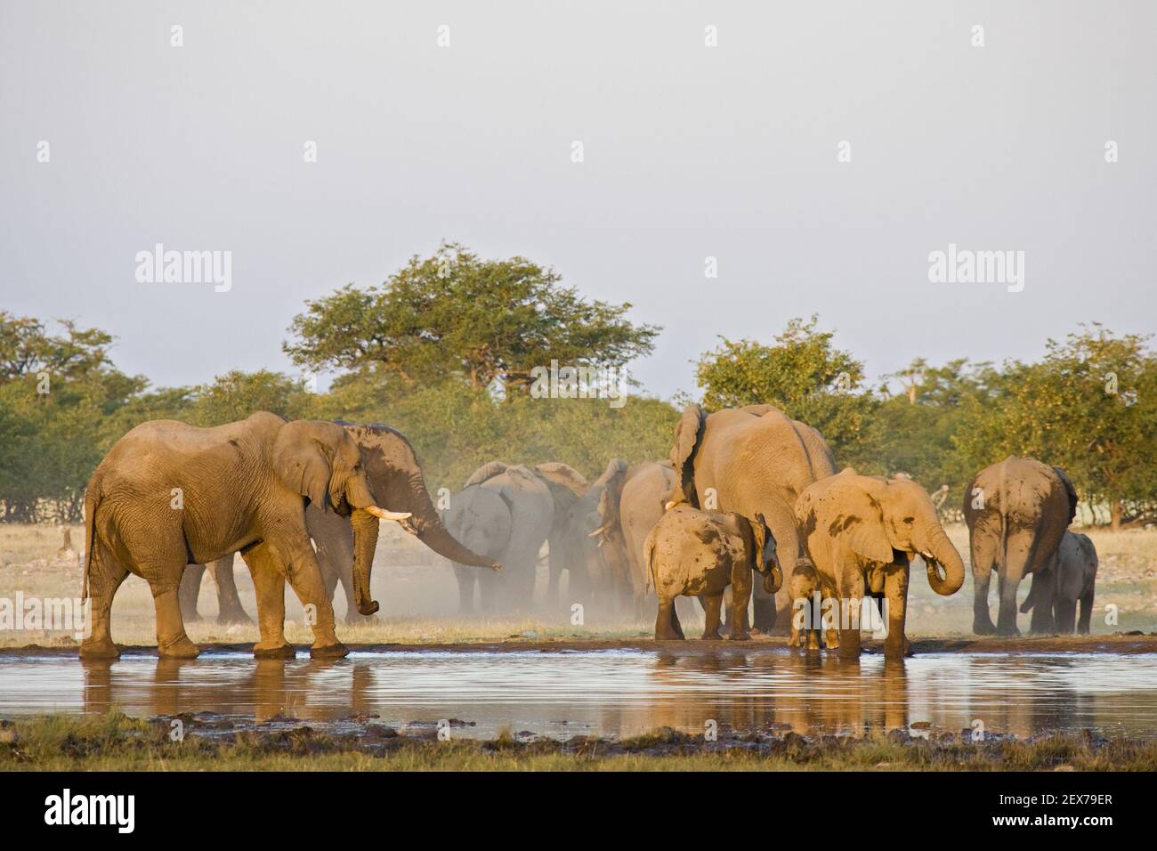 Herd of elephants at waterhole, African elephant (Loxodonta africana), Etosha National Park, Namibia, Africa, Herd of African el Stock Photo