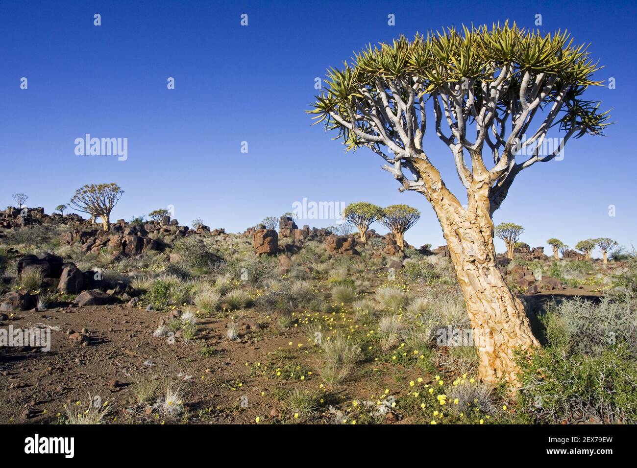 Koecherbaeume (Aloe dichotoma), Quiver trees, Koecherbaumwald Garaspark, Keetmanshoop, Namibia, Africa Stock Photo