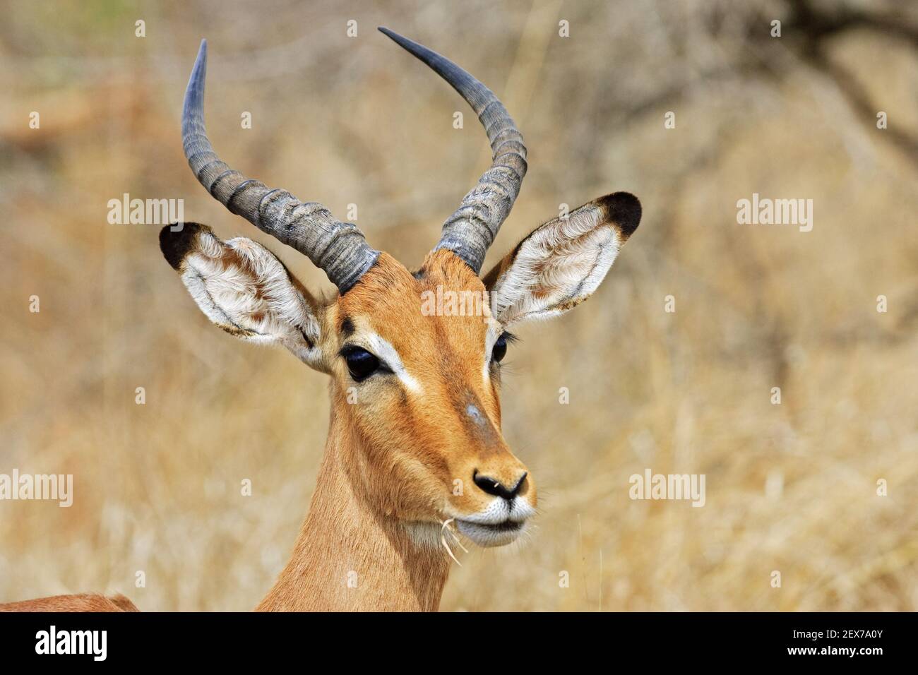 Impala, black heeled antelope (Aepyceros melampus), Krueger National Park, Kruger National Park, South Africa, Africa, Impala, S Stock Photo