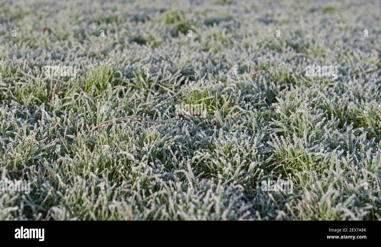 Closeup detail of grass in garden covered with frost ice during winter Stock Photo