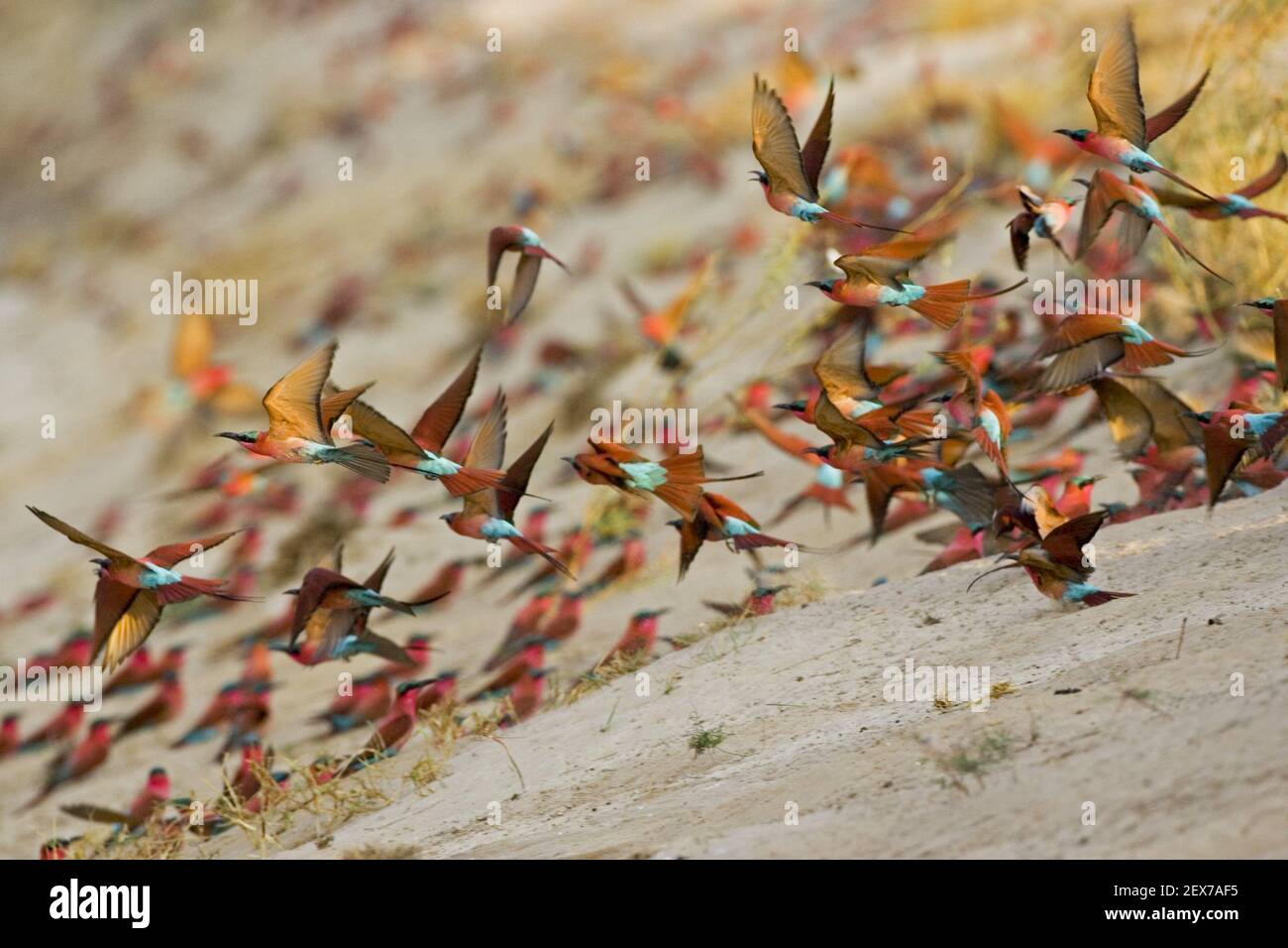 Breeding colony of Carmin Bee-eater, Zambezi River, Namibia, Africa, breeding colony of Carmin Bee-eater, Zambezi River, Namibia Stock Photo