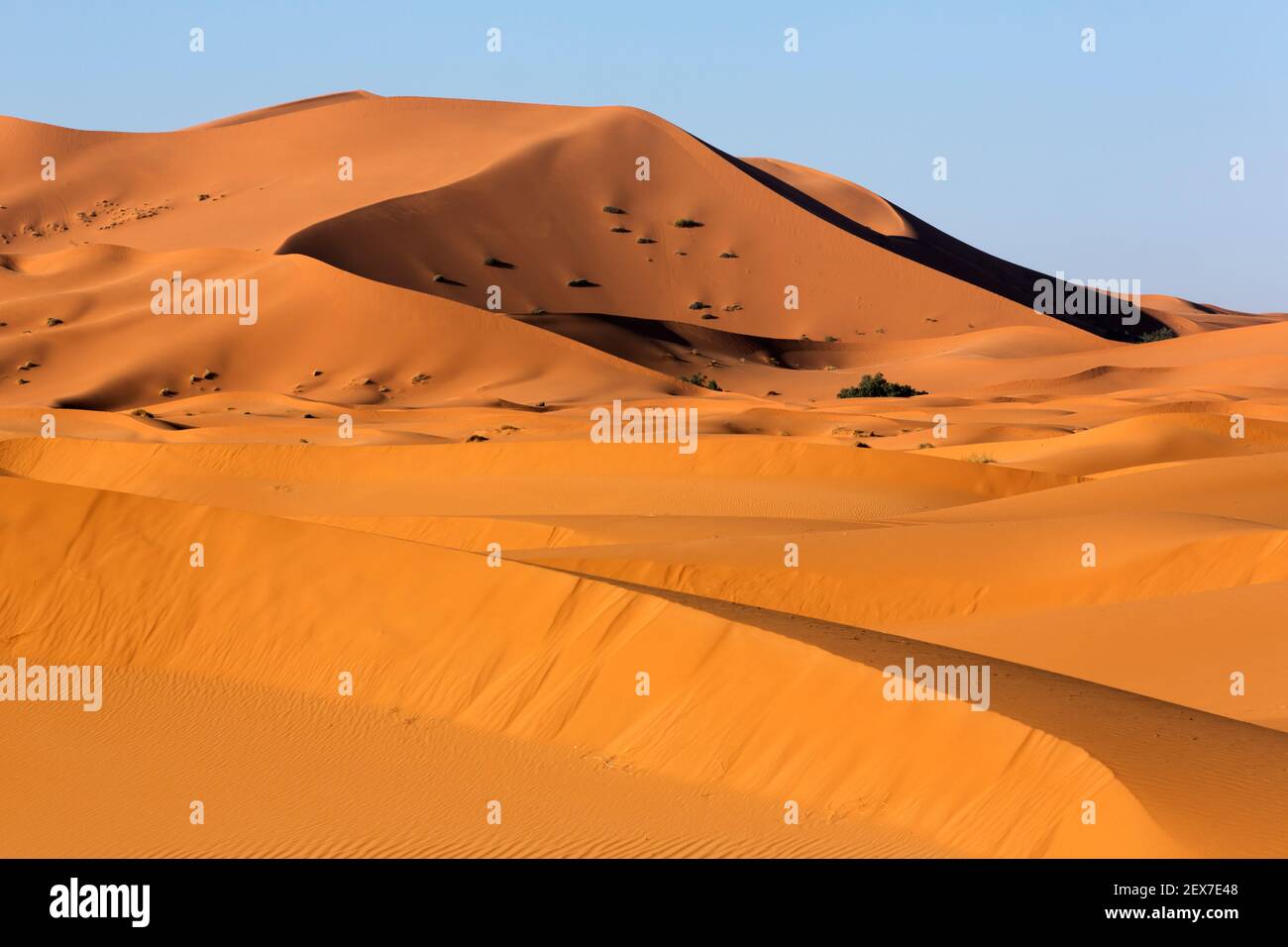 Morocco, Merzouga, the Erg Chebbi Dunes  at sunrise, the desert dunes extend 30km and reach heights of 250 meters Stock Photo