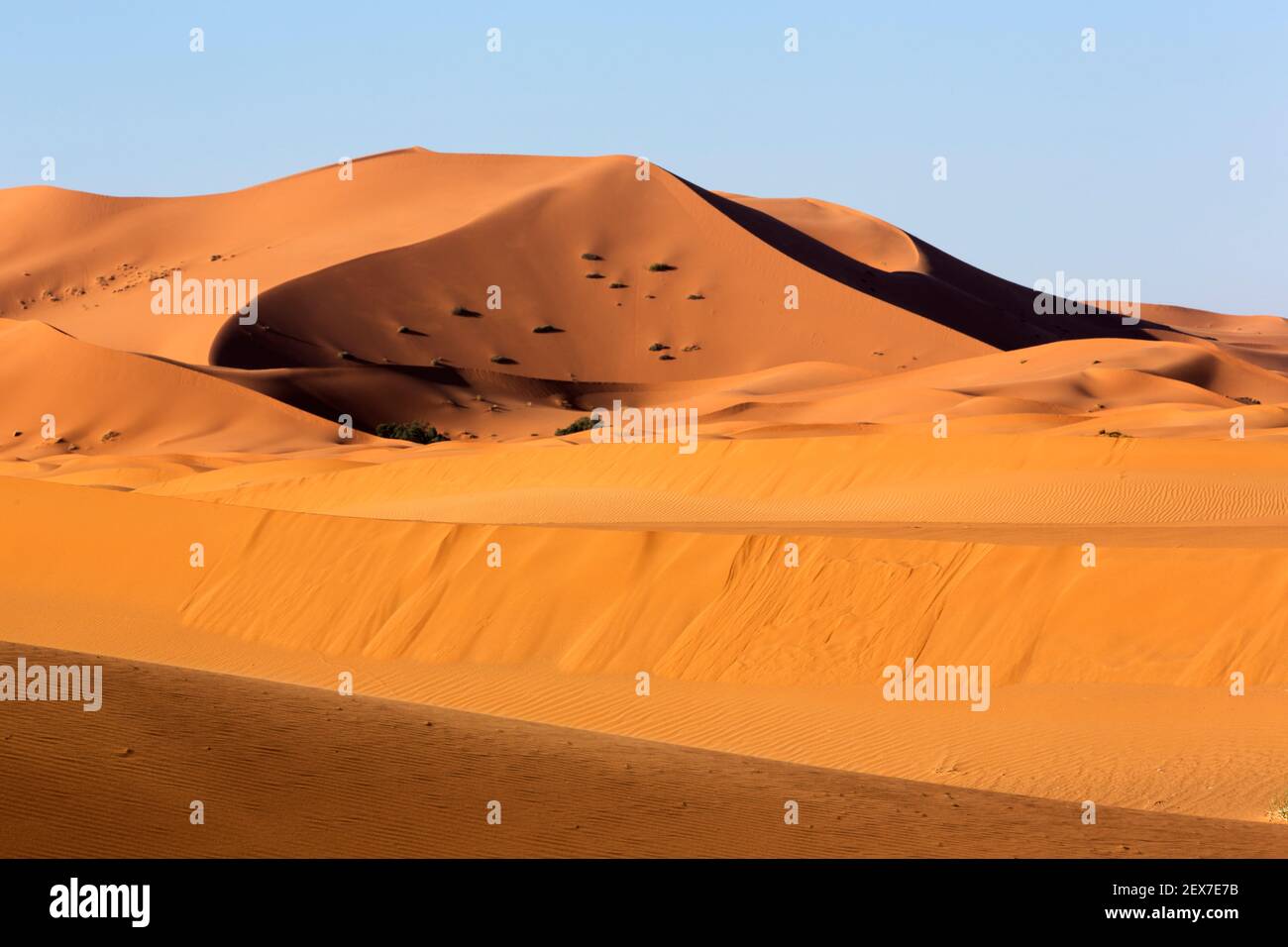 Morocco, Merzouga, the Erg Chebbi Dunes  at sunrise, the desert dunes extend 30km and reach heights of 250 meters Stock Photo