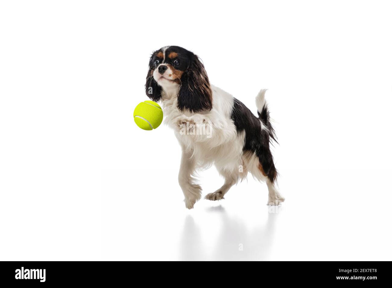 Funny king charles spaniel dog playing isolated over white background