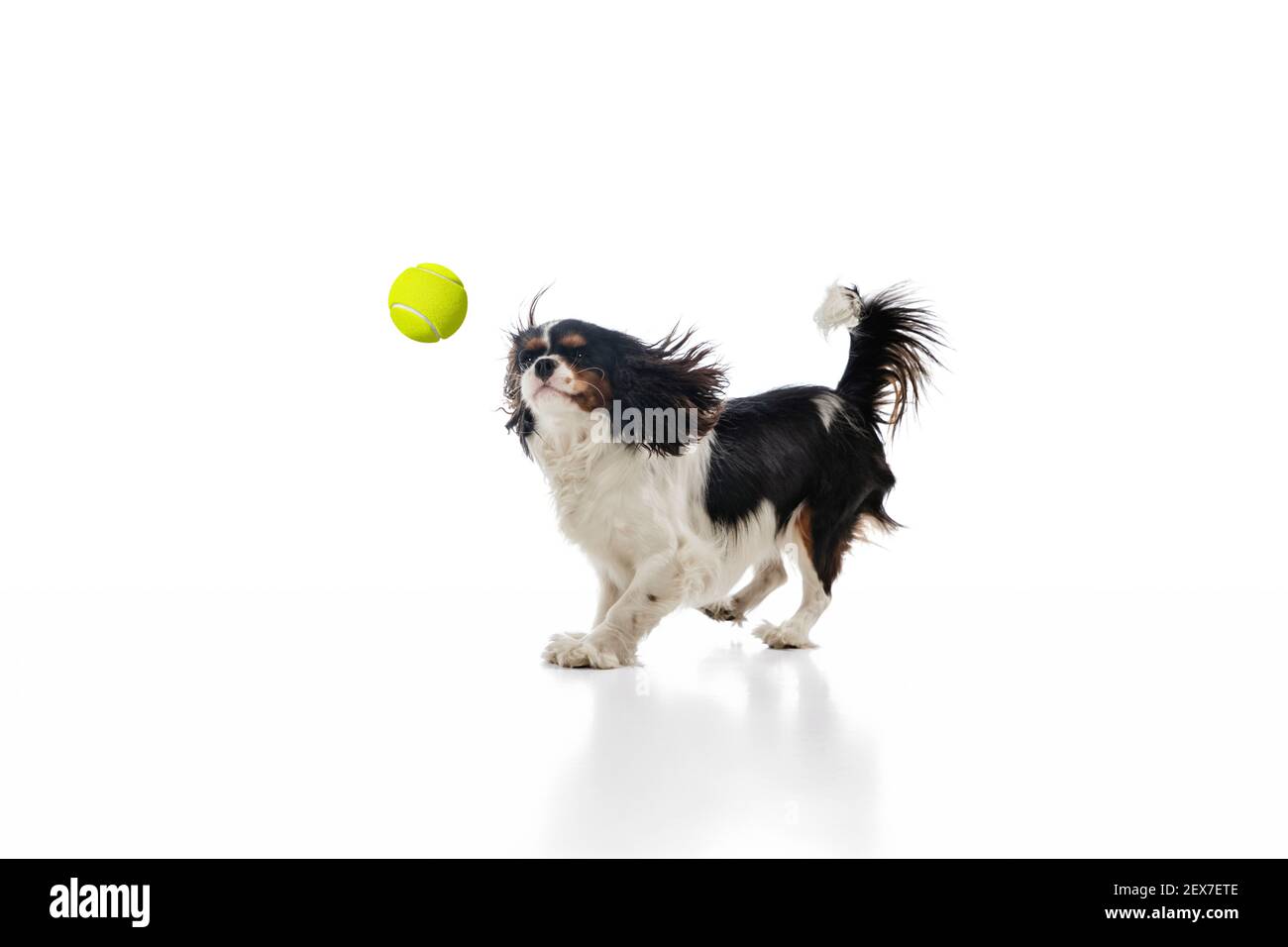 Funny king charles spaniel dog playing isolated over white background